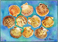 Scallops